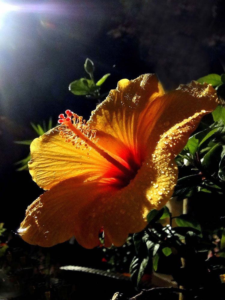 Hibiscus en contre-jour nocturne.