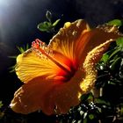 Hibiscus en contre-jour nocturne.