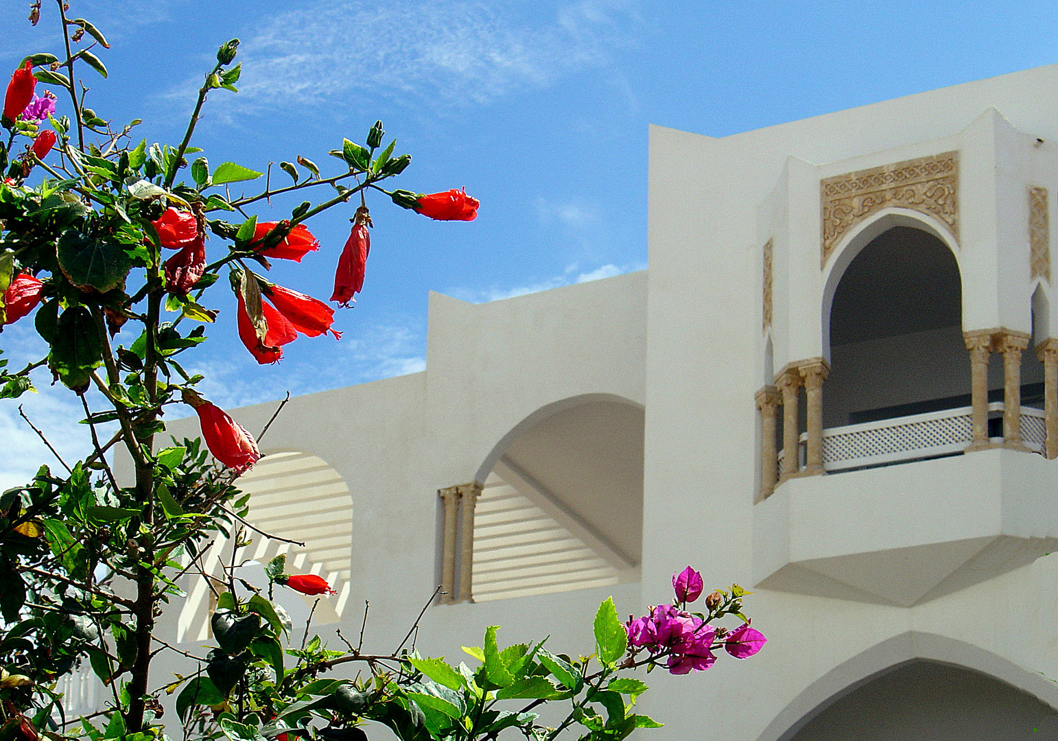 Hibiscus et bougainvilliers