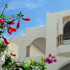 Hibiscus et bougainvilliers