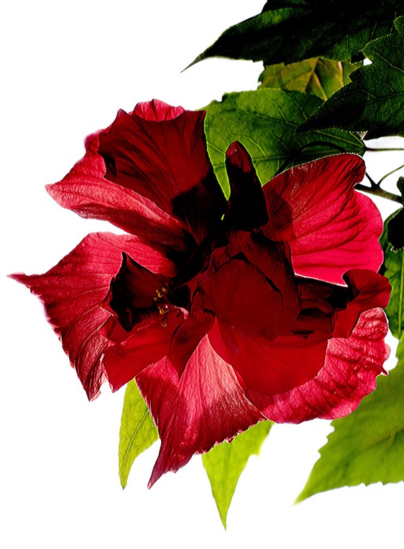 hibiscus et contre-jour