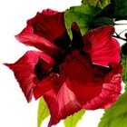 hibiscus et contre-jour