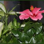 Hibiscus