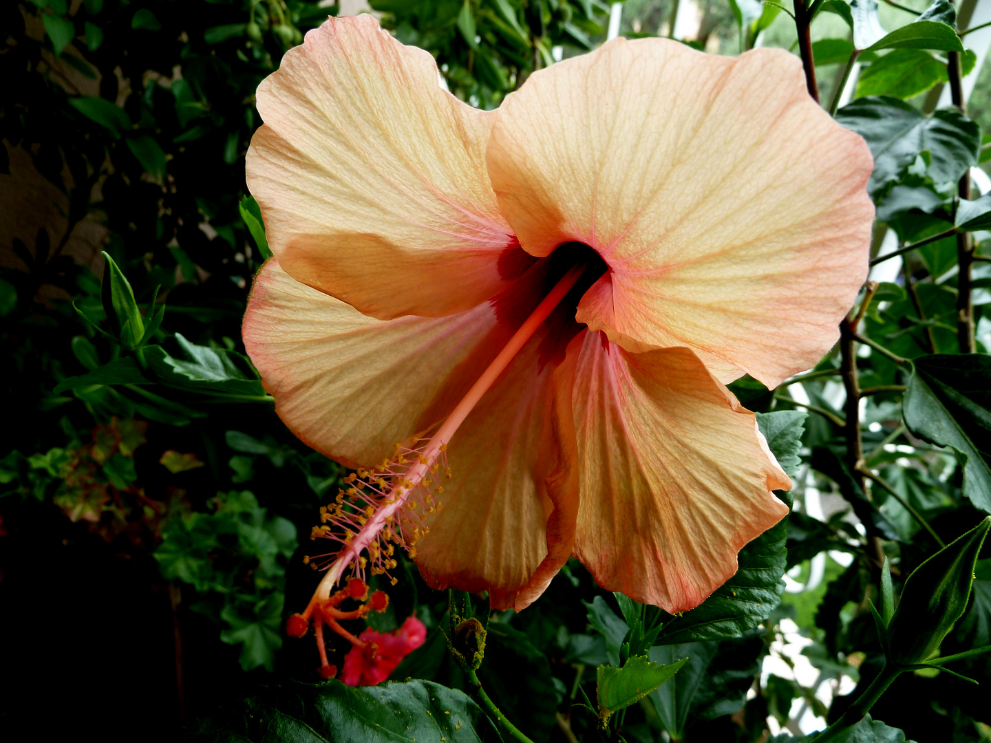 Hibiscus