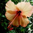 Hibiscus