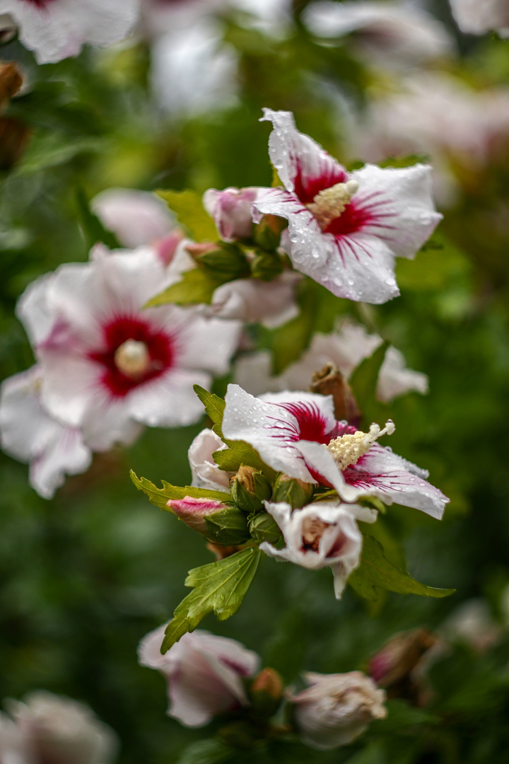 Hibiscus