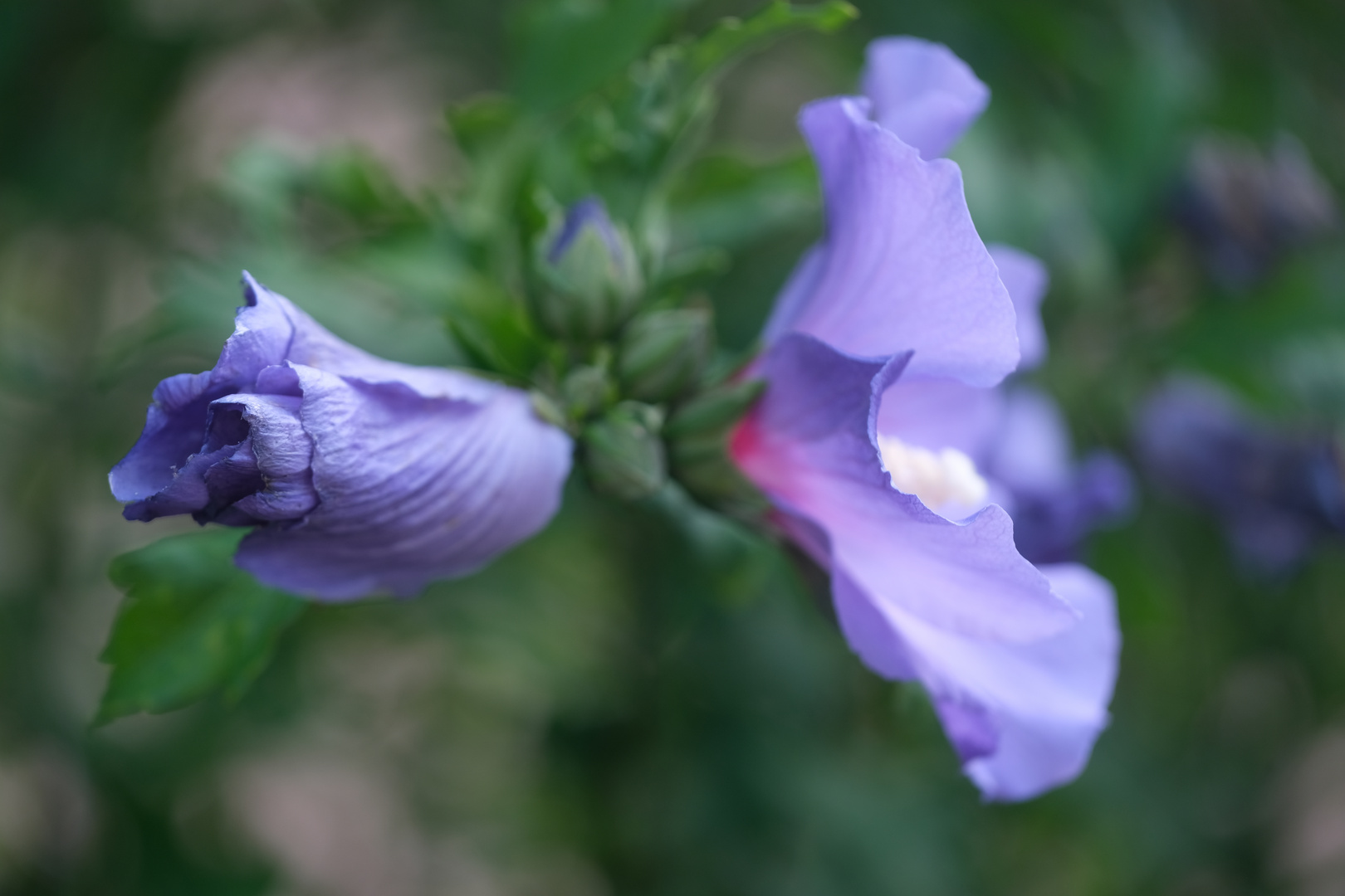 Hibiscus