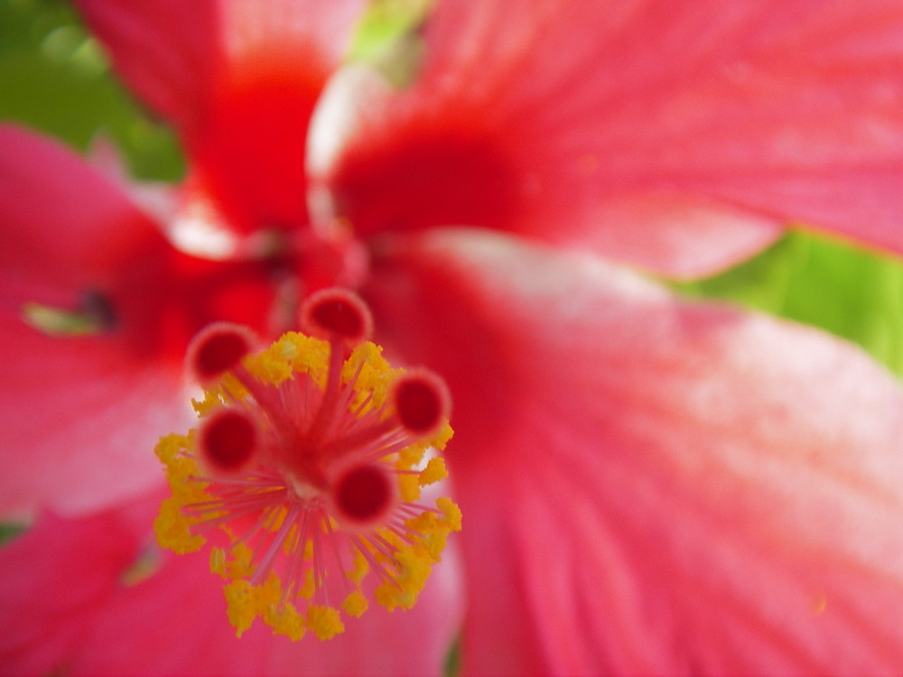 Hibiscus