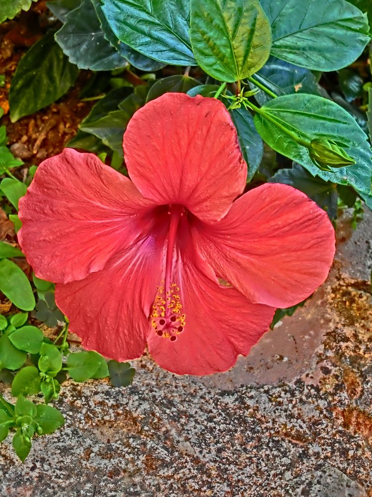 hibiscus flamboyant