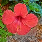 hibiscus flamboyant