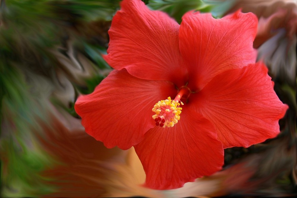 hibiscus flamboyant