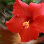 hibiscus flamboyant