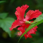 hibiscus flower