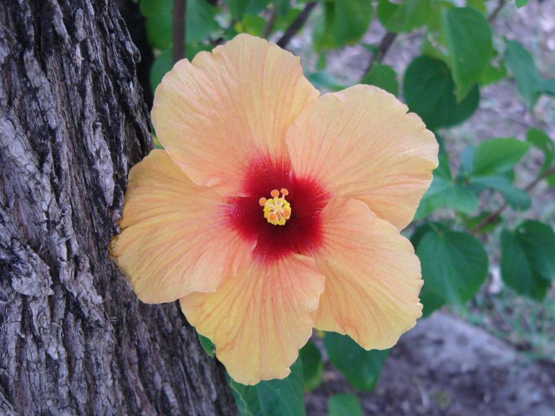 Hibiscus Flower