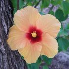 Hibiscus Flower