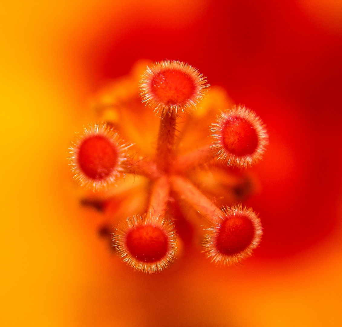 Hibiscus flower