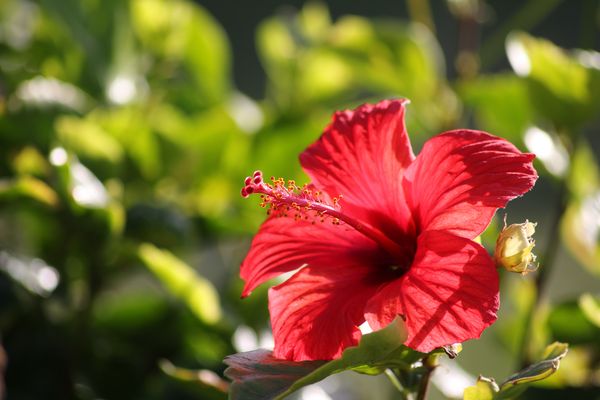 Hibiscus Flower