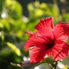 Hibiscus Flower