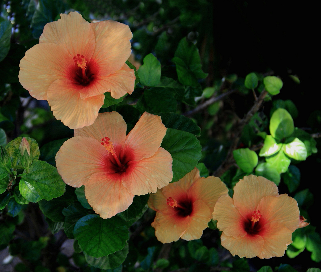 Hibiscus flowers