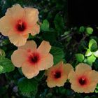 Hibiscus flowers