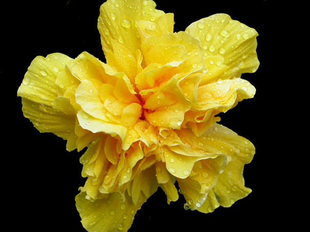 hibiscus giallo