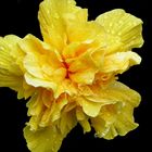 hibiscus giallo