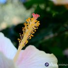Hibiscus giallo