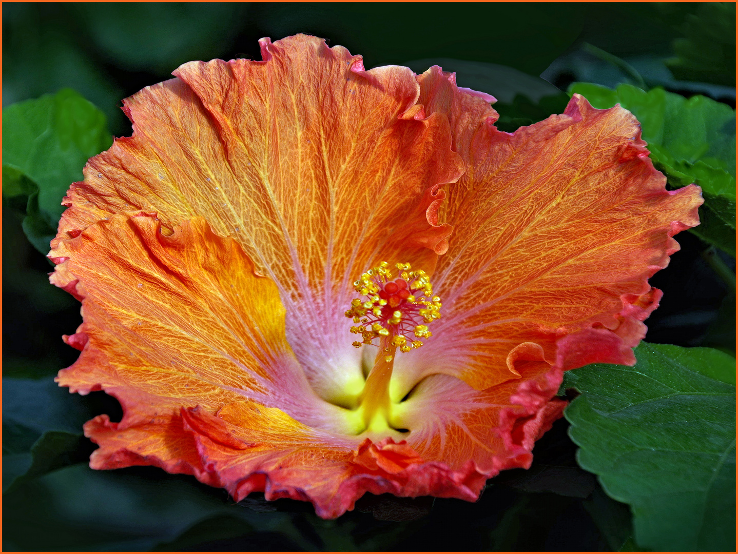 hibiscus gigante...