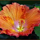 hibiscus gigante...