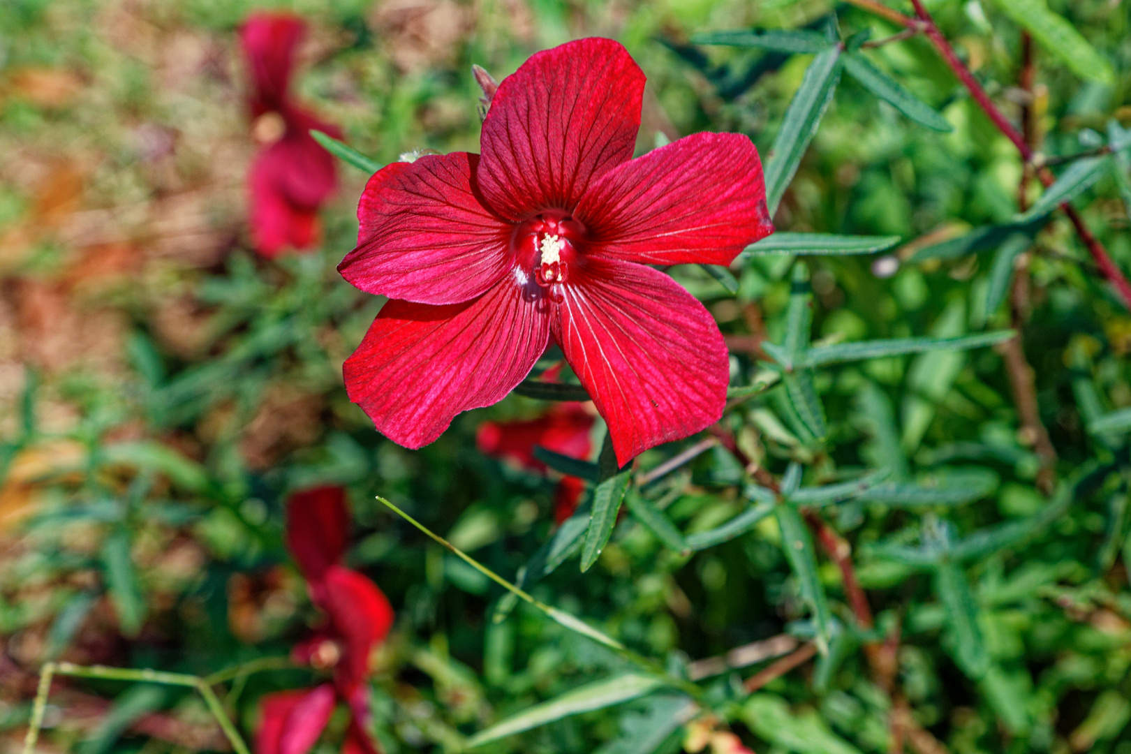 Hibiscus grandiflorus