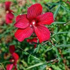 Hibiscus grandiflorus