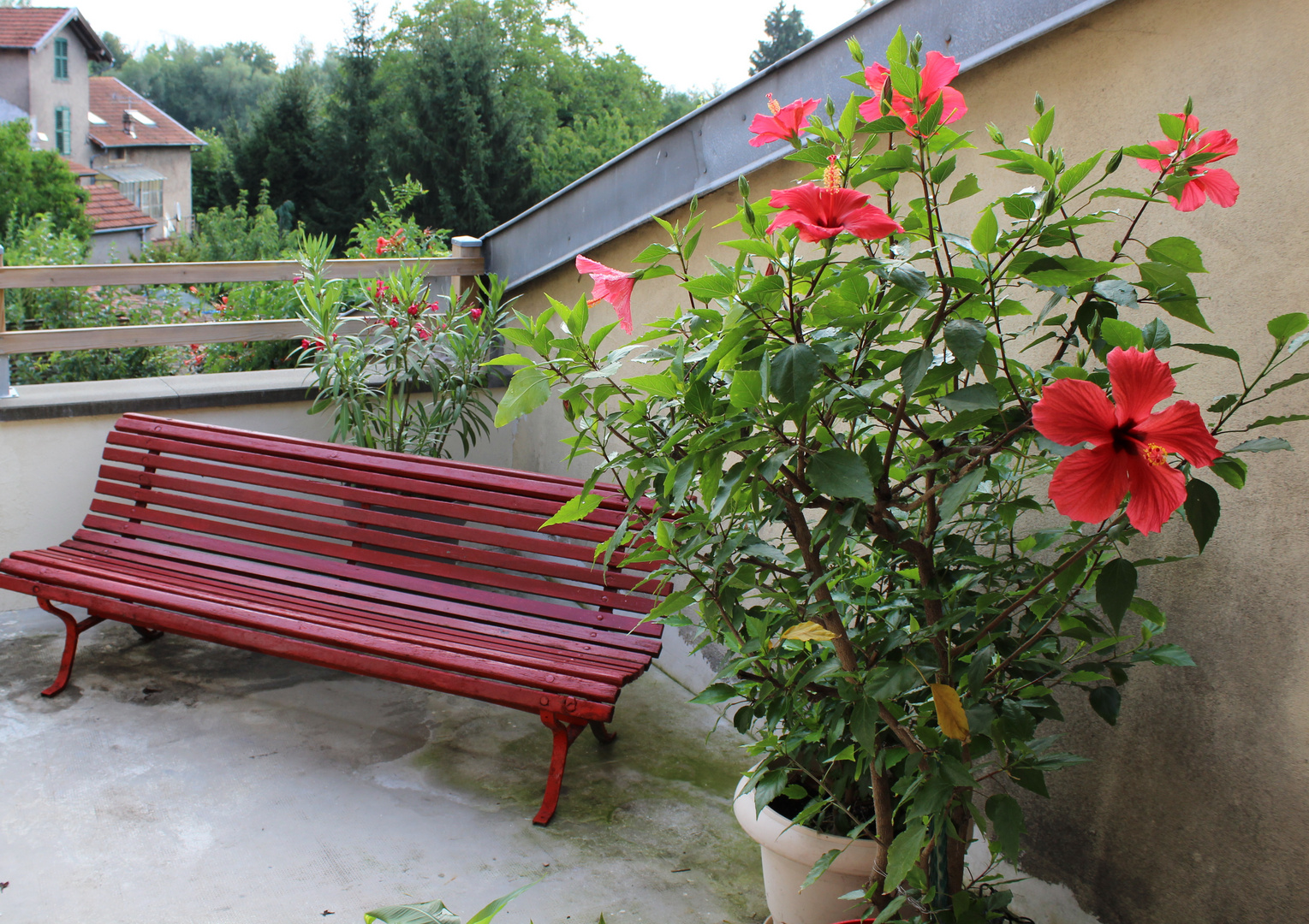 hibiscus guadeloupéen sur ma terrasse en lorraine