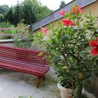 hibiscus guadeloupéen sur ma terrasse en lorraine