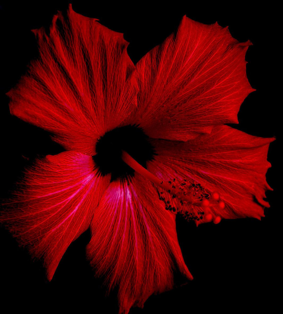Hibiscus - Herzstück