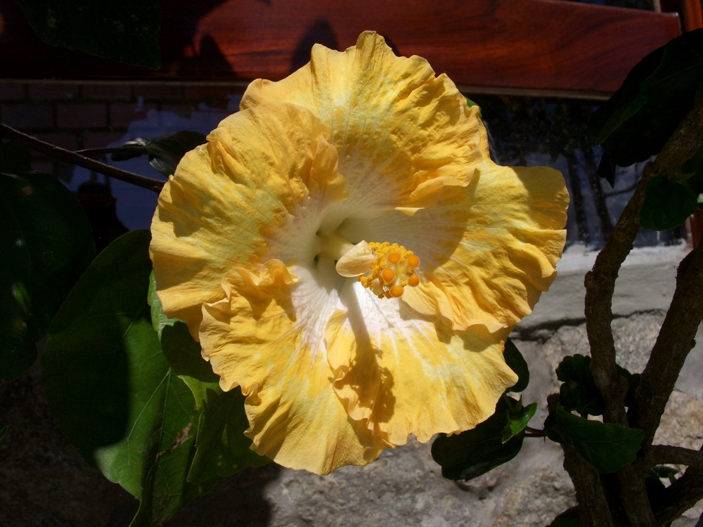 Hibiscus hibrido