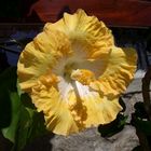 Hibiscus hibrido