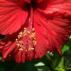 Hibiscus II