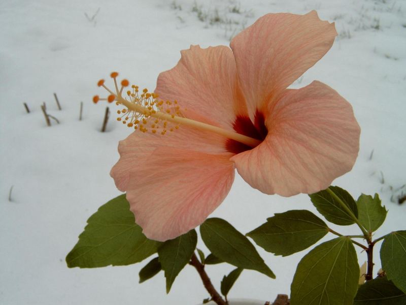 Hibiscus im März...