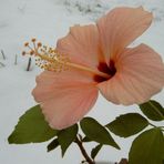 Hibiscus im März...