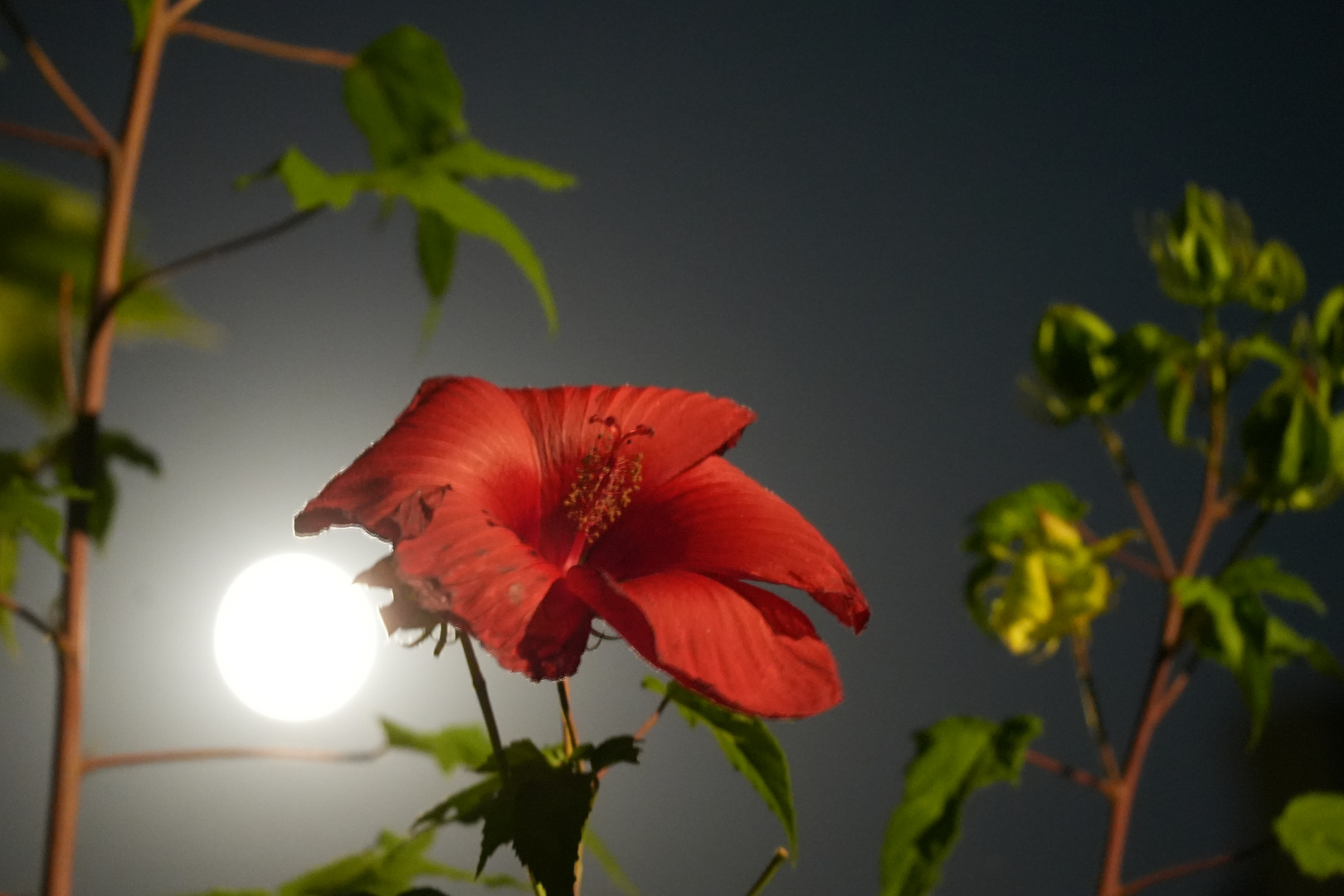 Hibiscus im Mondenschein _11