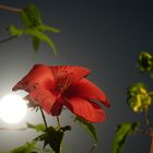 Hibiscus im Mondenschein _11