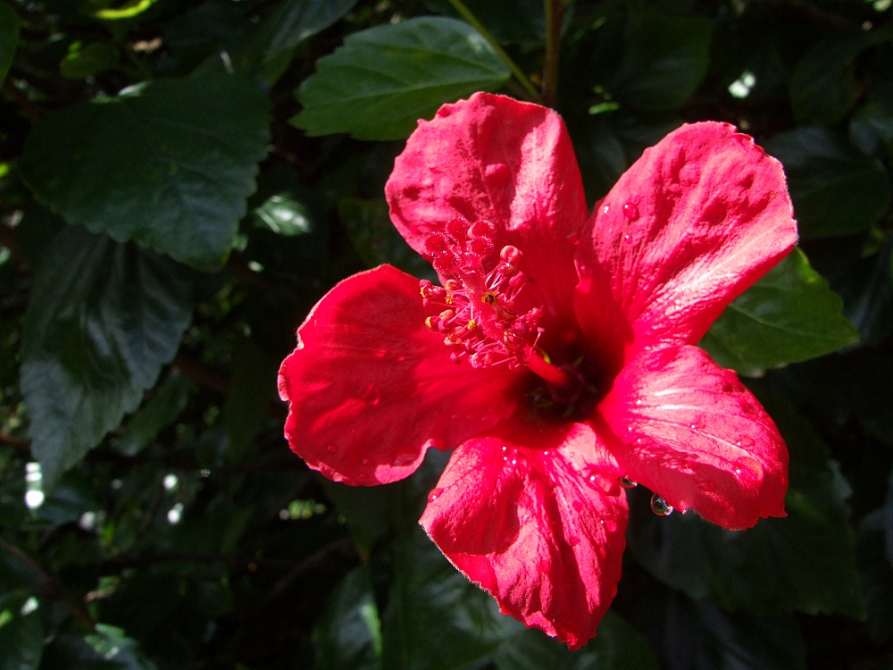 Hibiscus im Morgentau