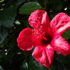 Hibiscus im Morgentau