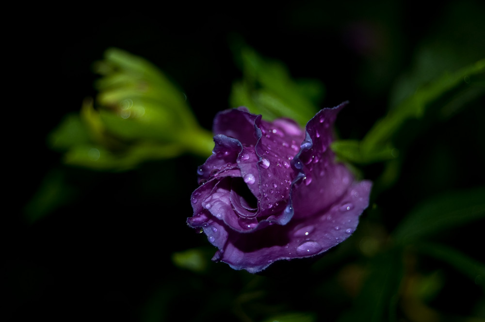 Hibiscus im Regen