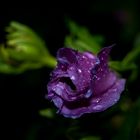 Hibiscus im Regen