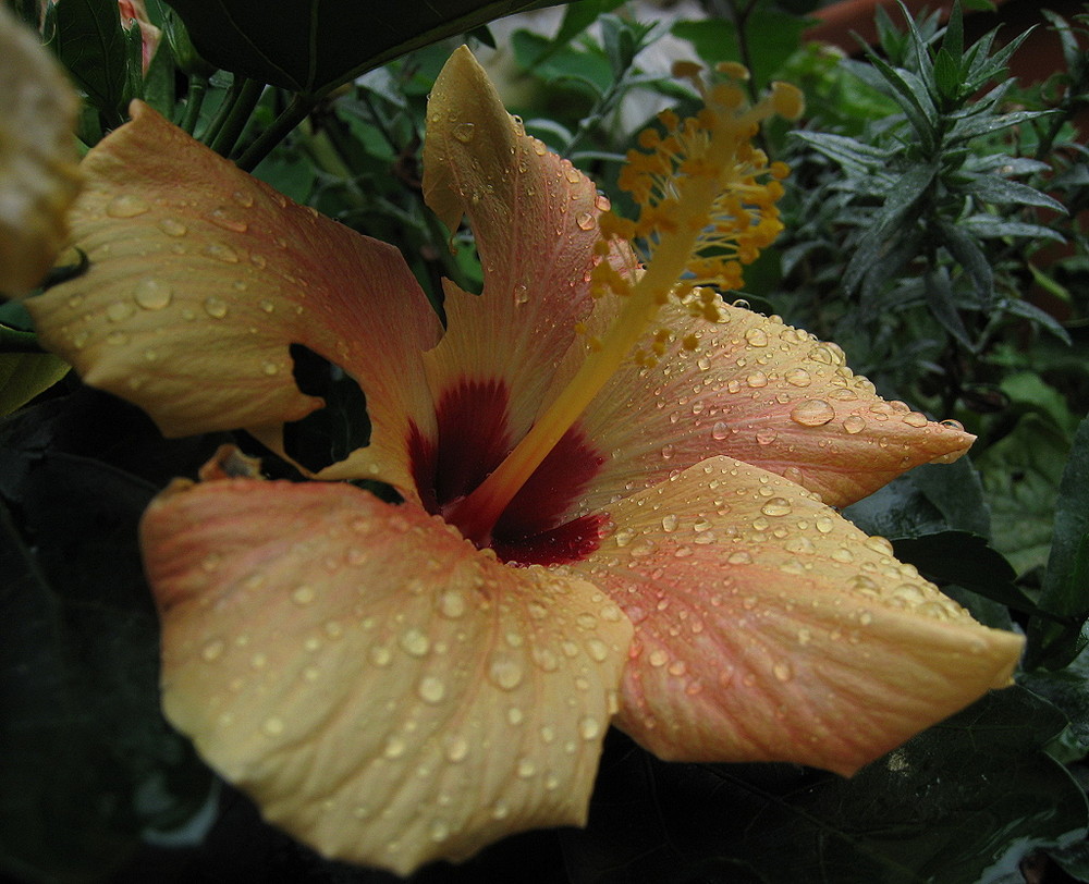 Hibiscus im regen