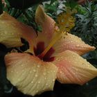 Hibiscus im regen