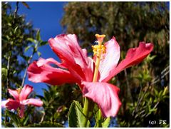 Hibiscus in Cacaxtla