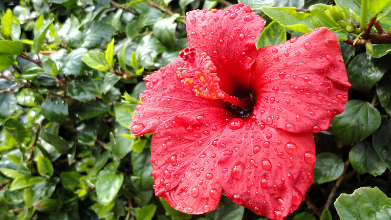 HIBISCUS IN RAINE