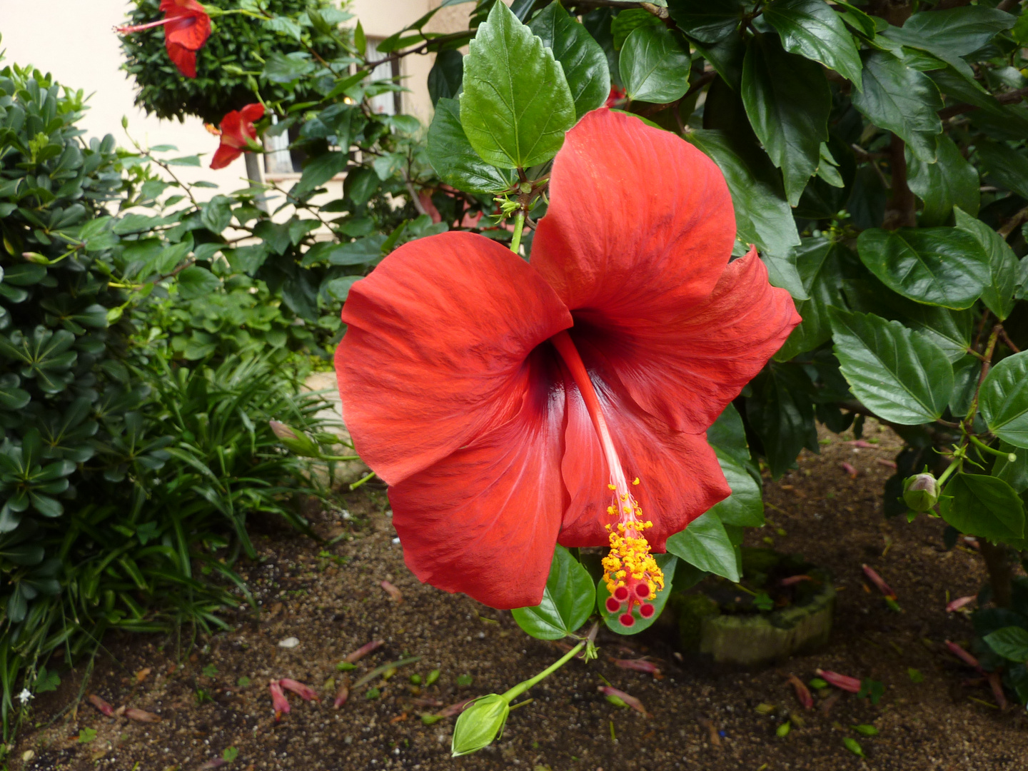 Hibiscus in spanischen Garten.